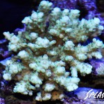 ブリードミドリイシ、ホワイトマクロス、状態最高な珊瑚、海水魚が多数在庫中！