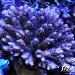 ブリードミドリイシ、ホワイトマクロス、状態最高な珊瑚、海水魚が多数在庫中！