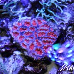 ブリードミドリイシ、ホワイトマクロス、状態最高な珊瑚、海水魚が多数在庫中！