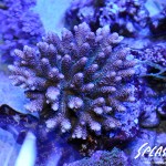 ブリードミドリイシ、ホワイトマクロス、状態最高な珊瑚、海水魚が多数在庫中！