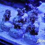 ブリードミドリイシ、ホワイトマクロス、状態最高な珊瑚、海水魚が多数在庫中！