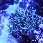 ブリードミドリイシ、ホワイトマクロス、状態最高な珊瑚、海水魚が多数在庫中！