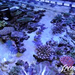 ブリードミドリイシ、ホワイトマクロス、状態最高な珊瑚、海水魚が多数在庫中！