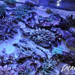 ブリードミドリイシ、ホワイトマクロス、状態最高な珊瑚、海水魚が多数在庫中！