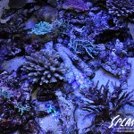 ブリードミドリイシ、ホワイトマクロス、状態最高な珊瑚、海水魚が多数在庫中！