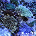 ブリードミドリイシ、ホワイトマクロス、状態最高な珊瑚、海水魚が多数在庫中！