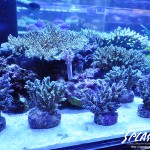 ブリードミドリイシ、ホワイトマクロス、状態最高な珊瑚、海水魚が多数在庫中！