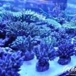 ブリードミドリイシ、ホワイトマクロス、状態最高な珊瑚、海水魚が多数在庫中！