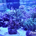 ブリードミドリイシ、ホワイトマクロス、状態最高な珊瑚、海水魚が多数在庫中！