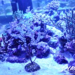 ブリードミドリイシ、ホワイトマクロス、状態最高な珊瑚、海水魚が多数在庫中！