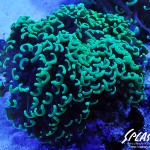 ブリードミドリイシ、ホワイトマクロス、状態最高な珊瑚、海水魚が多数在庫中！