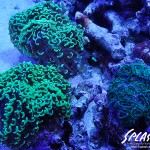 ブリードミドリイシ、ホワイトマクロス、状態最高な珊瑚、海水魚が多数在庫中！