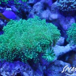 ブリードミドリイシ、ホワイトマクロス、状態最高な珊瑚、海水魚が多数在庫中！