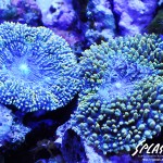 ブリードミドリイシ、ホワイトマクロス、状態最高な珊瑚、海水魚が多数在庫中！