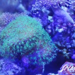 ブリードミドリイシ、ホワイトマクロス、状態最高な珊瑚、海水魚が多数在庫中！