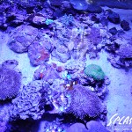 ブリードミドリイシ、ホワイトマクロス、状態最高な珊瑚、海水魚が多数在庫中！