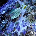 ブリードミドリイシ、ホワイトマクロス、状態最高な珊瑚、海水魚が多数在庫中！