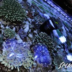 ブリードミドリイシ、ホワイトマクロス、状態最高な珊瑚、海水魚が多数在庫中！