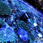 ブリードミドリイシ、ホワイトマクロス、状態最高な珊瑚、海水魚が多数在庫中！