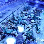 ブリードミドリイシ、ホワイトマクロス、状態最高な珊瑚、海水魚が多数在庫中！