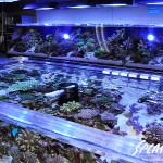 ブリードミドリイシ、ホワイトマクロス、状態最高な珊瑚、海水魚が多数在庫中！