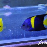 ブリードミドリイシ、ホワイトマクロス、状態最高な珊瑚、海水魚が多数在庫中！