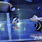 ブリードミドリイシ、ホワイトマクロス、状態最高な珊瑚、海水魚が多数在庫中！