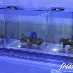 ブリードミドリイシ、ホワイトマクロス、状態最高な珊瑚、海水魚が多数在庫中！