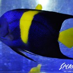 ブリードミドリイシ、ホワイトマクロス、状態最高な珊瑚、海水魚が多数在庫中！