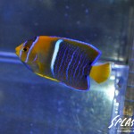 ブリードミドリイシ、ホワイトマクロス、状態最高な珊瑚、海水魚が多数在庫中！