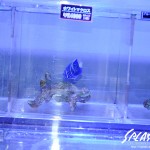 ブリードミドリイシ、ホワイトマクロス、状態最高な珊瑚、海水魚が多数在庫中！