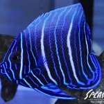 ブリードミドリイシ、ホワイトマクロス、状態最高な珊瑚、海水魚が多数在庫中！