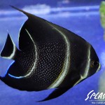 ブリードミドリイシ、ホワイトマクロス、状態最高な珊瑚、海水魚が多数在庫中！