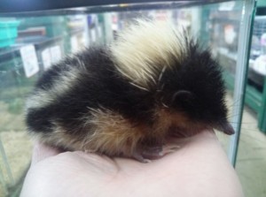 20150515_シロシマテンレック