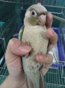 iwatsuki 20150624_173453