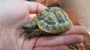 20150725_ヘルマンリクガメ