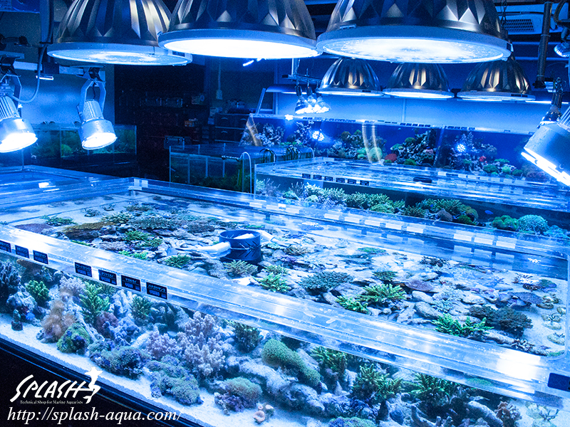 オーバーフロー水槽、SPS、LPS、ライブロック、可愛いブラックオセラリスなどご紹介