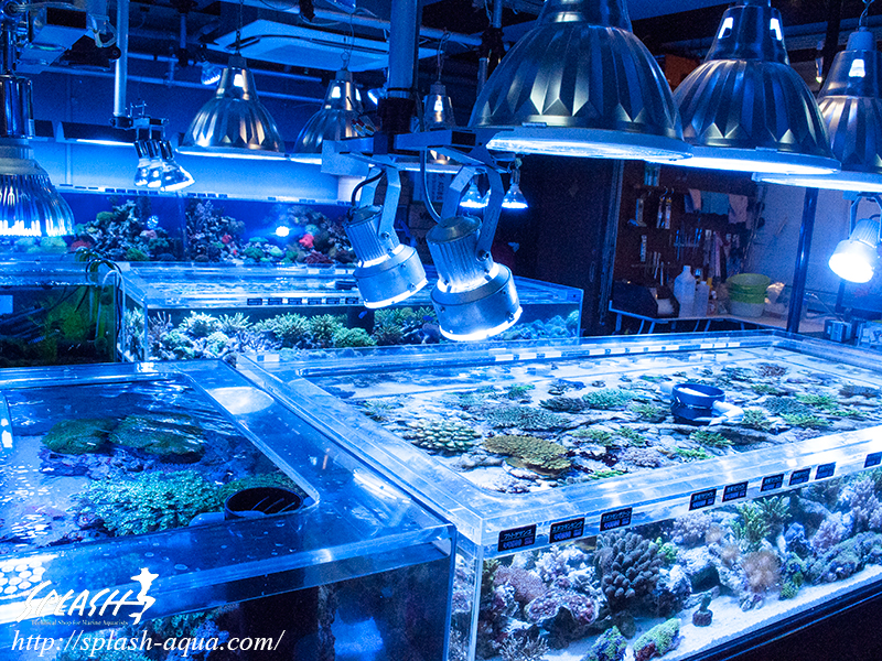 オーバーフロー水槽、SPS、LPS、ライブロック、可愛いブラックオセラリスなどご紹介