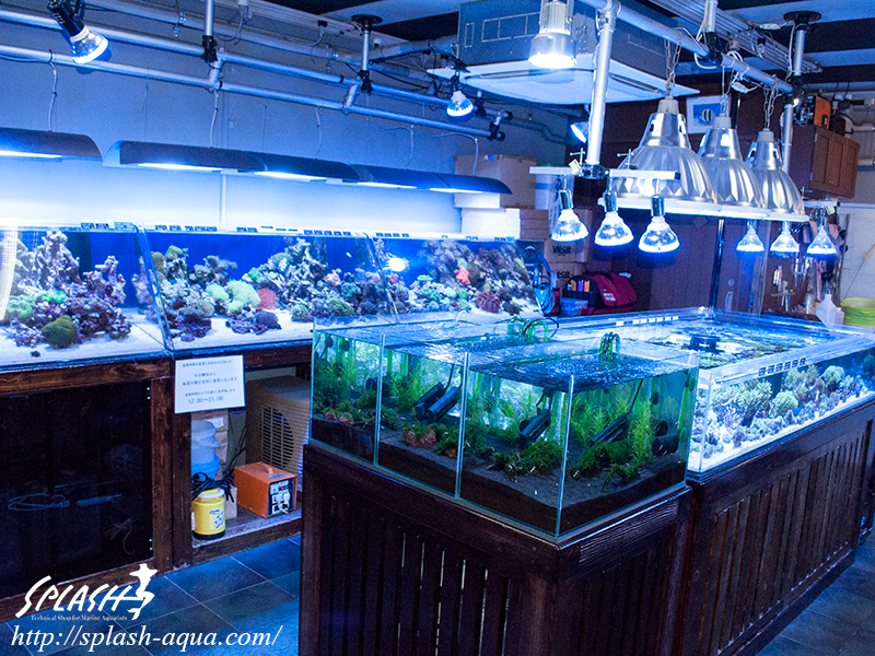 オーバーフロー水槽、SPS、LPS、ライブロック、可愛いブラックオセラリスなどご紹介