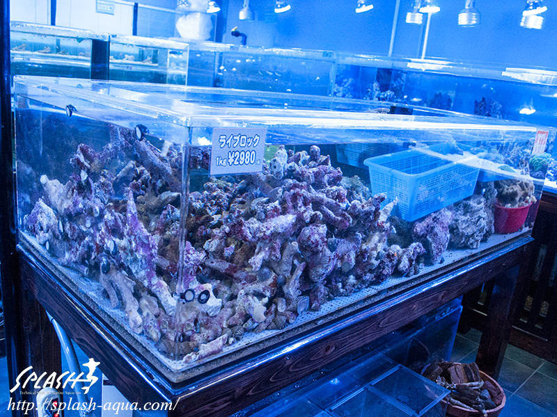 オーバーフロー水槽、SPS、LPS、ライブロック、可愛いブラックオセラリスなどご紹介