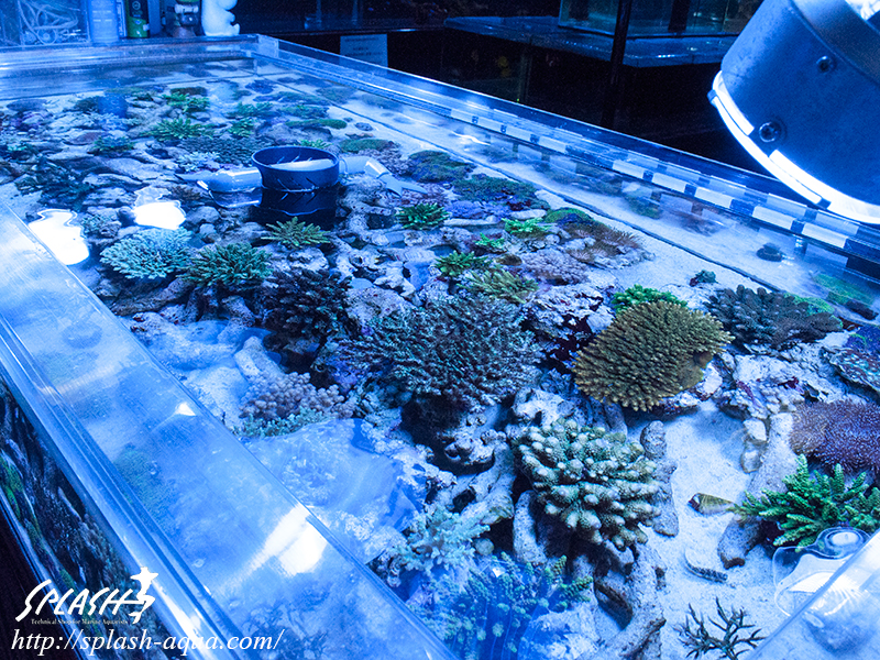 オーバーフロー水槽、SPS、LPS、ライブロック、可愛いブラックオセラリスなどご紹介