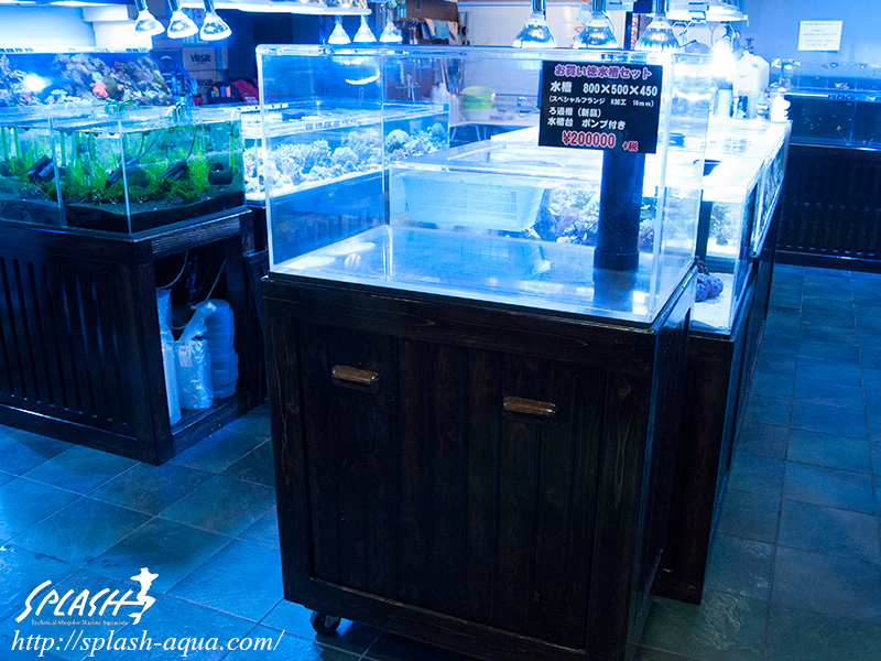 オーバーフロー水槽、SPS、LPS、ライブロック、可愛いブラックオセラリスなどご紹介