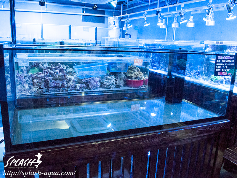オーバーフロー水槽、SPS、LPS、ライブロック、可愛いブラックオセラリスなどご紹介