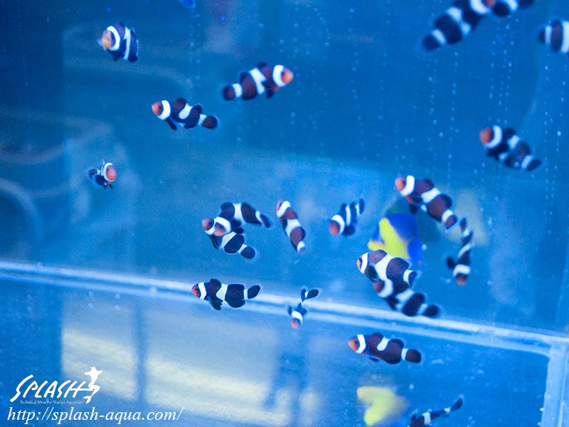 オーバーフロー水槽、SPS、LPS、ライブロック、可愛いブラックオセラリスなどご紹介