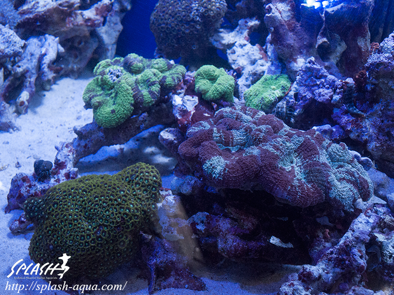 オーバーフロー水槽、SPS、LPS、ライブロック、可愛いブラックオセラリスなどご紹介