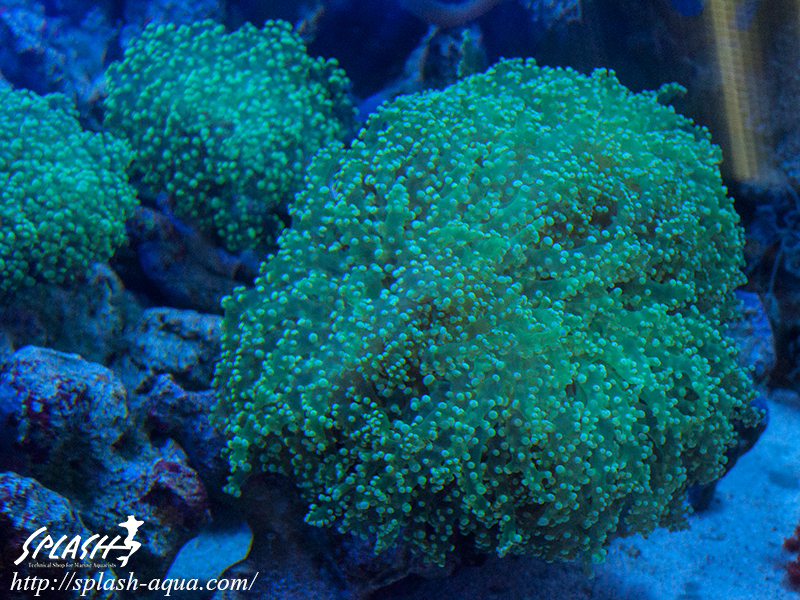 オーバーフロー水槽、SPS、LPS、ライブロック、可愛いブラックオセラリスなどご紹介