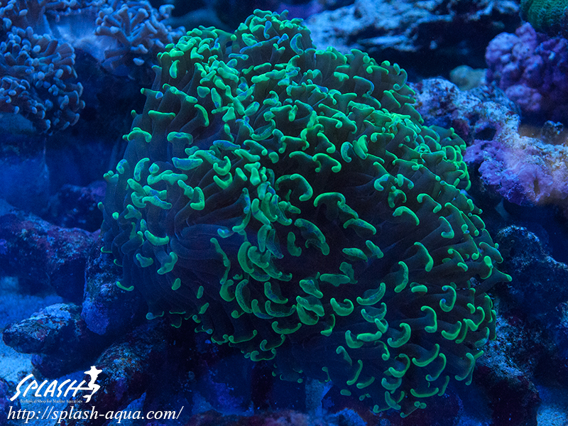 オーバーフロー水槽、SPS、LPS、ライブロック、可愛いブラックオセラリスなどご紹介