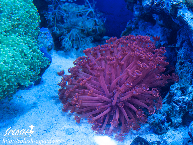 オーバーフロー水槽、SPS、LPS、ライブロック、可愛いブラックオセラリスなどご紹介