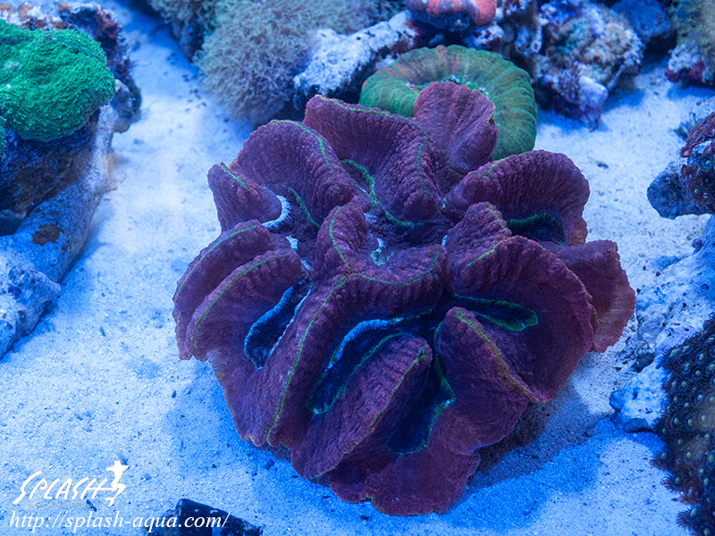 オーバーフロー水槽、SPS、LPS、ライブロック、可愛いブラックオセラリスなどご紹介