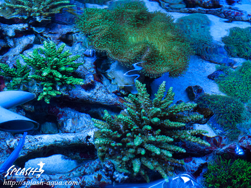 オーバーフロー水槽、SPS、LPS、ライブロック、可愛いブラックオセラリスなどご紹介